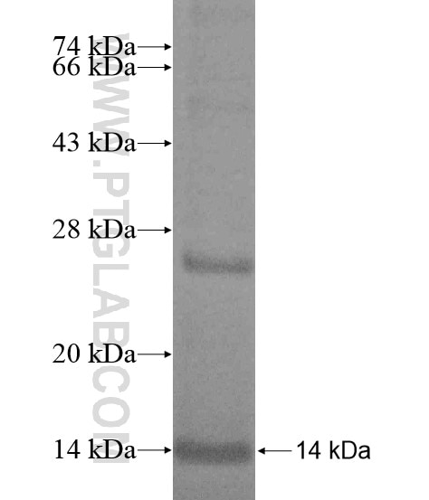 RBPJL fusion protein Ag20284 SDS-PAGE