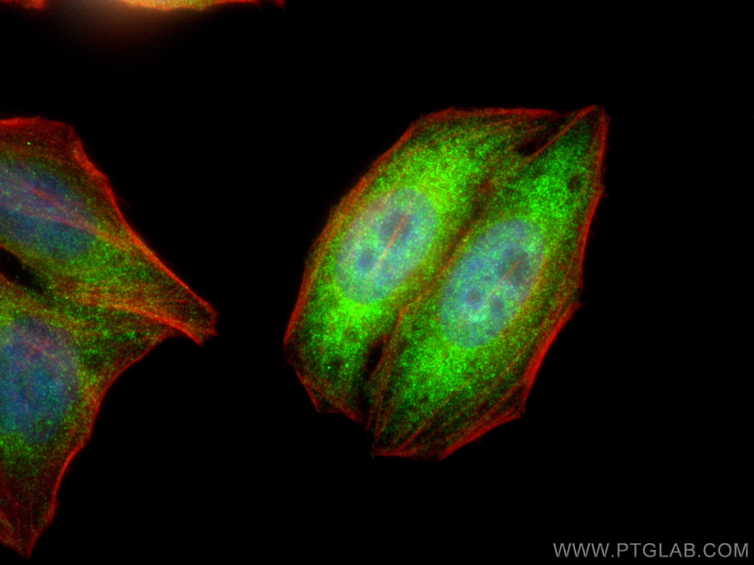 Immunofluorescence (IF) / fluorescent staining of HepG2 cells using RBPMS Polyclonal antibody (15187-1-AP)