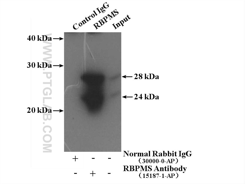 Immunoprecipitation (IP) experiment of mouse heart tissue using RBPMS Polyclonal antibody (15187-1-AP)