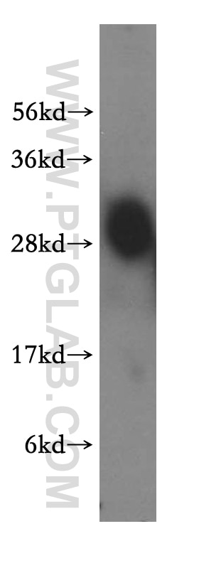 Western Blot (WB) analysis of mouse kidney tissue using RBPMS Polyclonal antibody (15187-1-AP)