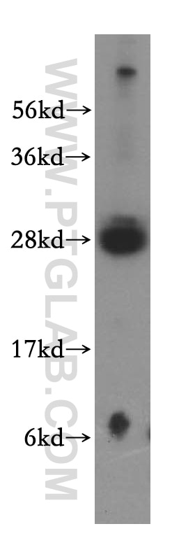 Western Blot (WB) analysis of mouse liver tissue using RBPMS Polyclonal antibody (15187-1-AP)