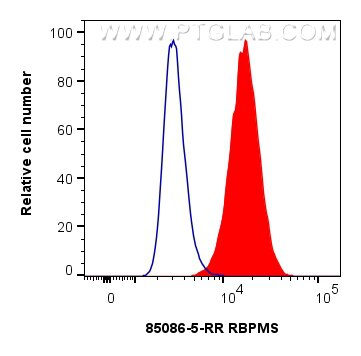 Flow cytometry (FC) experiment of A549 cells using RBPMS Recombinant antibody (85086-5-RR)