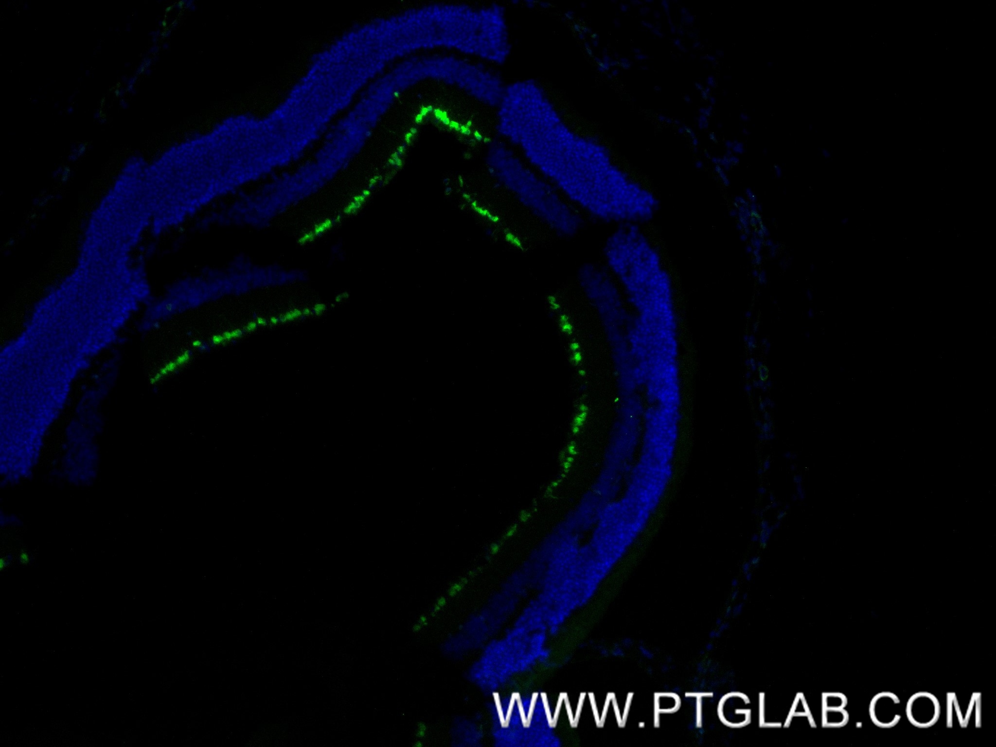Immunofluorescence (IF) / fluorescent staining of mouse retina tissue using RBPMS Recombinant antibody (85086-5-RR)