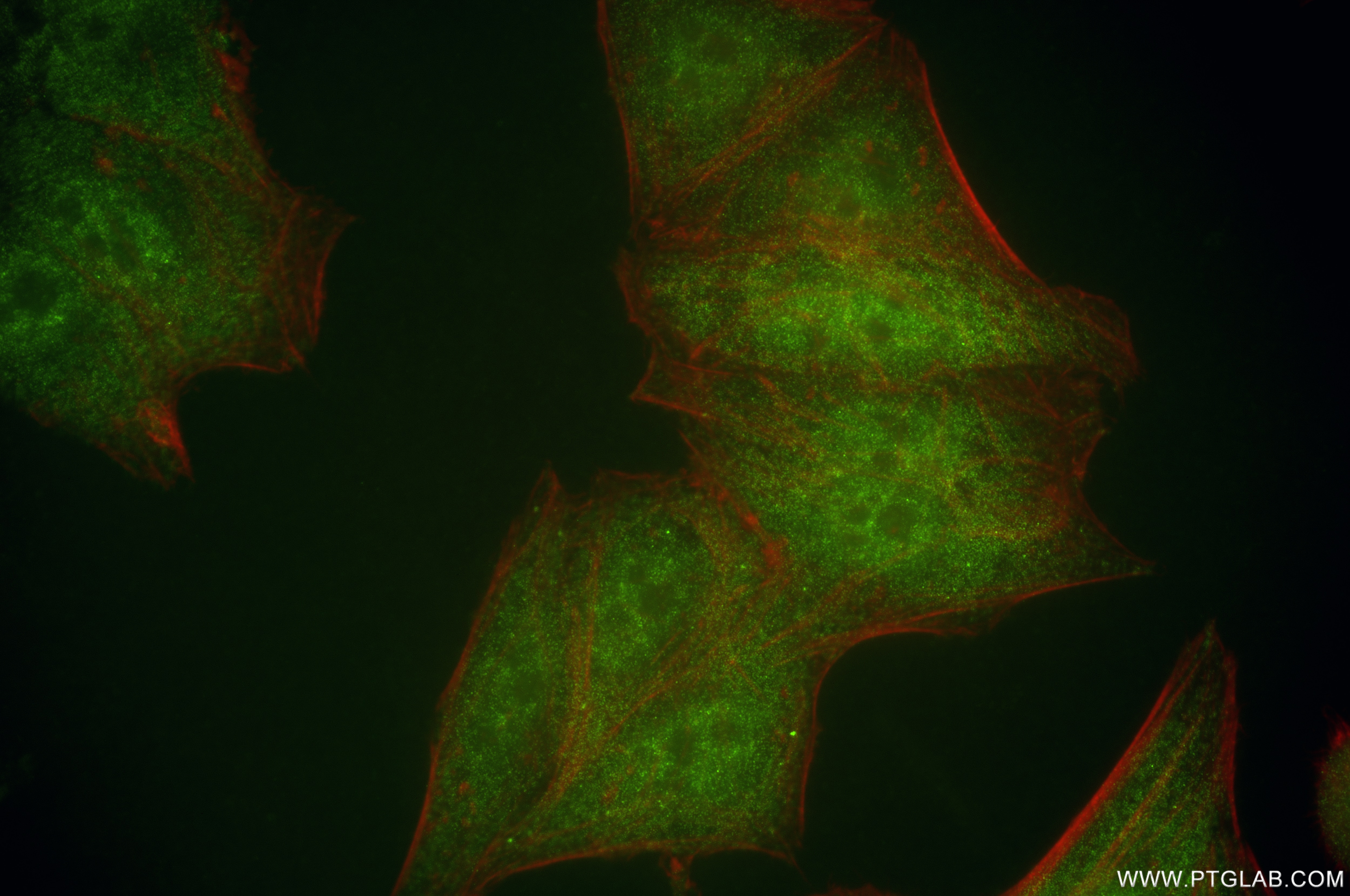 Immunofluorescence (IF) / fluorescent staining of HepG2 cells using RBPMS Recombinant antibody (85086-5-RR)