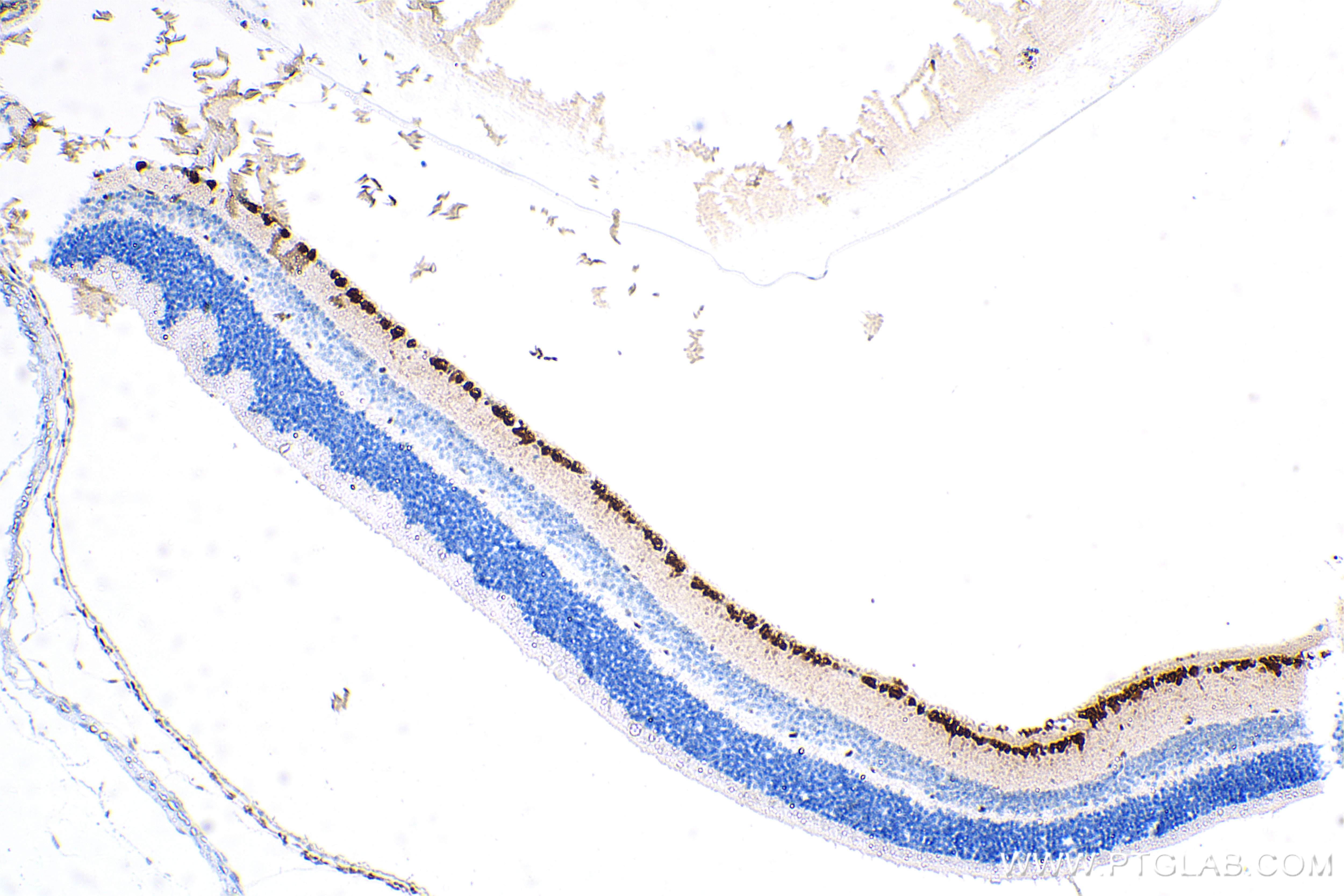 Immunohistochemistry (IHC) staining of mouse eye tissue using RBPMS Recombinant antibody (85086-5-RR)