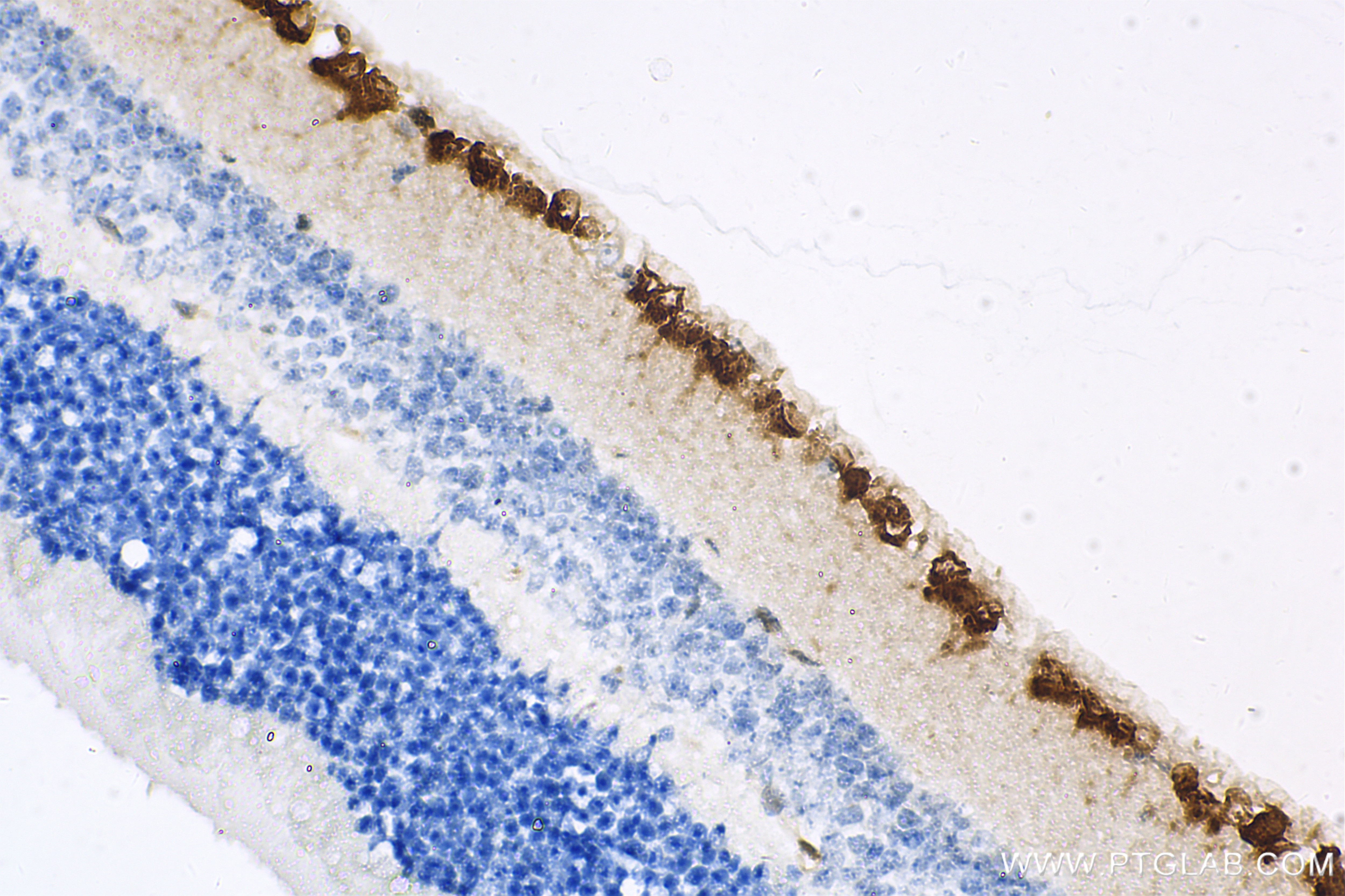 Immunohistochemistry (IHC) staining of mouse eye tissue using RBPMS Recombinant antibody (85086-5-RR)