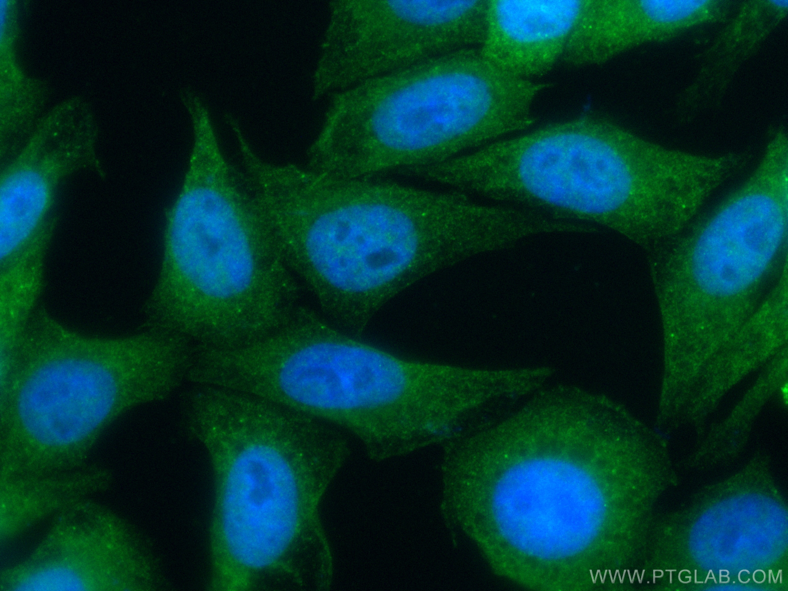 Immunofluorescence (IF) / fluorescent staining of HepG2 cells using CoraLite® Plus 488-conjugated RBPMS Polyclonal ant (CL488-15187)