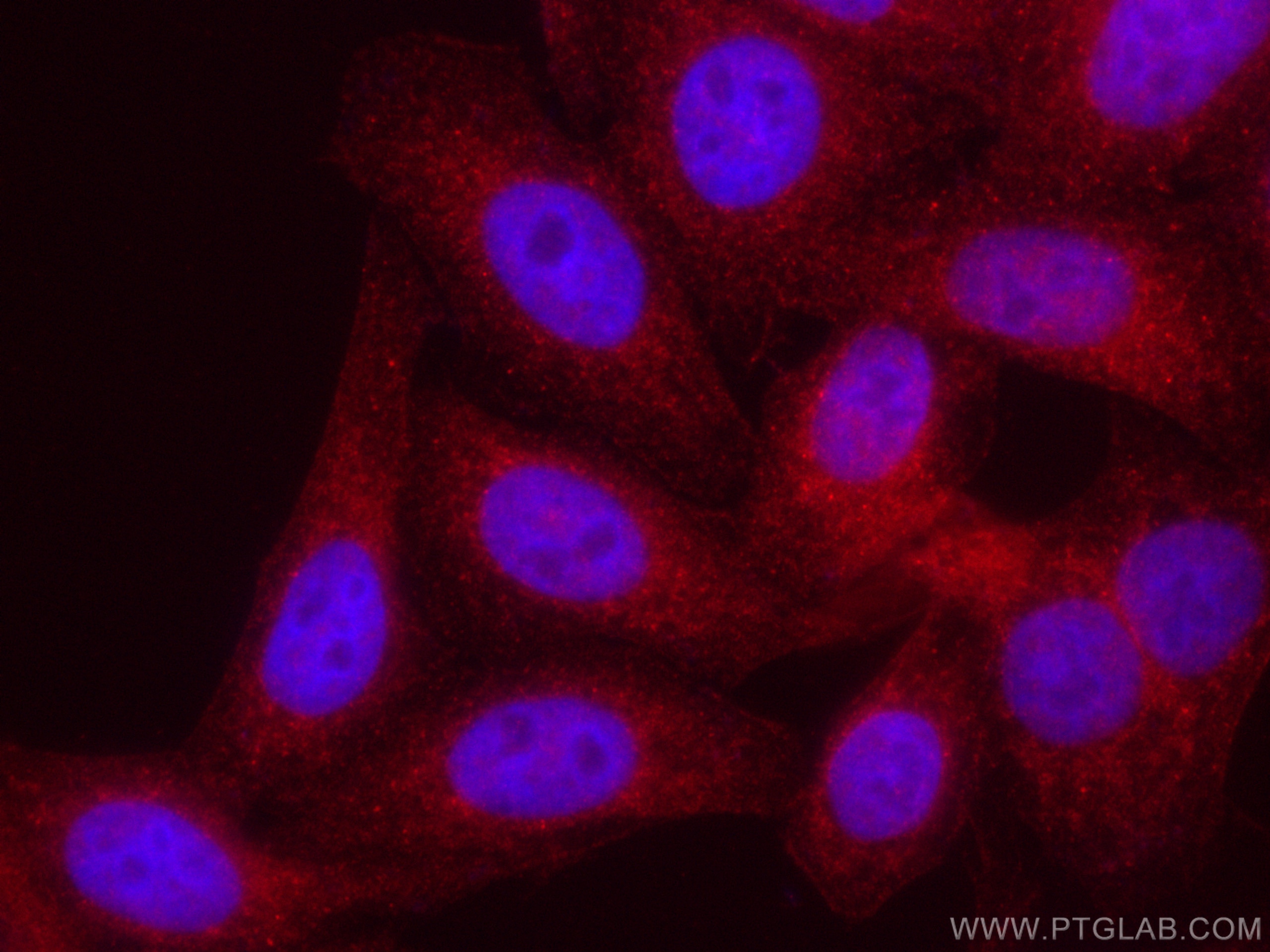Immunofluorescence (IF) / fluorescent staining of HepG2 cells using CoraLite®594-conjugated RBPMS Polyclonal antibody (CL594-15187)