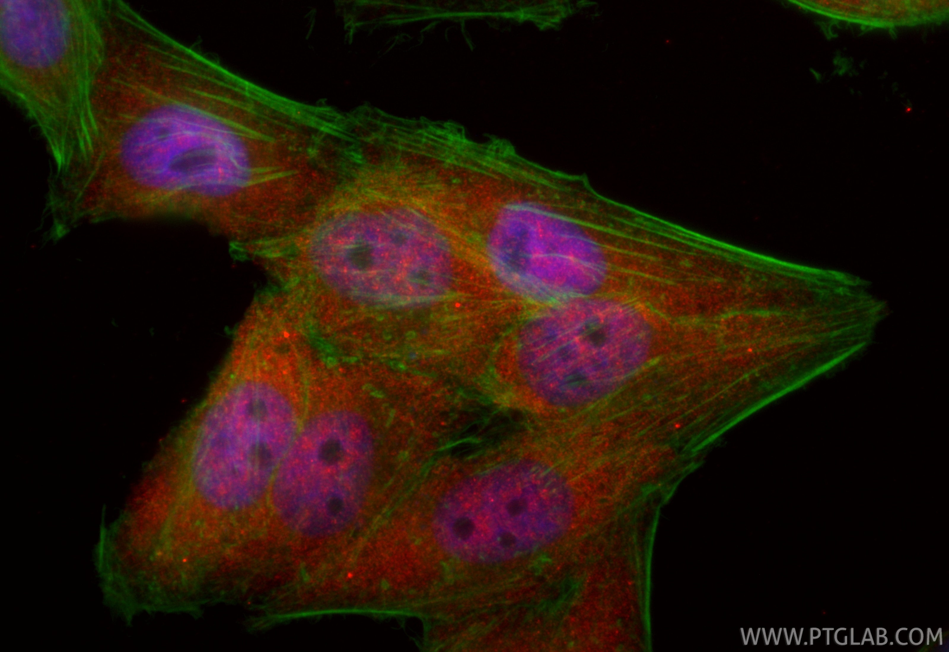 Immunofluorescence (IF) / fluorescent staining of HepG2 cells using CoraLite®594-conjugated RBPMS Recombinant monoclon (CL594-85086-5)