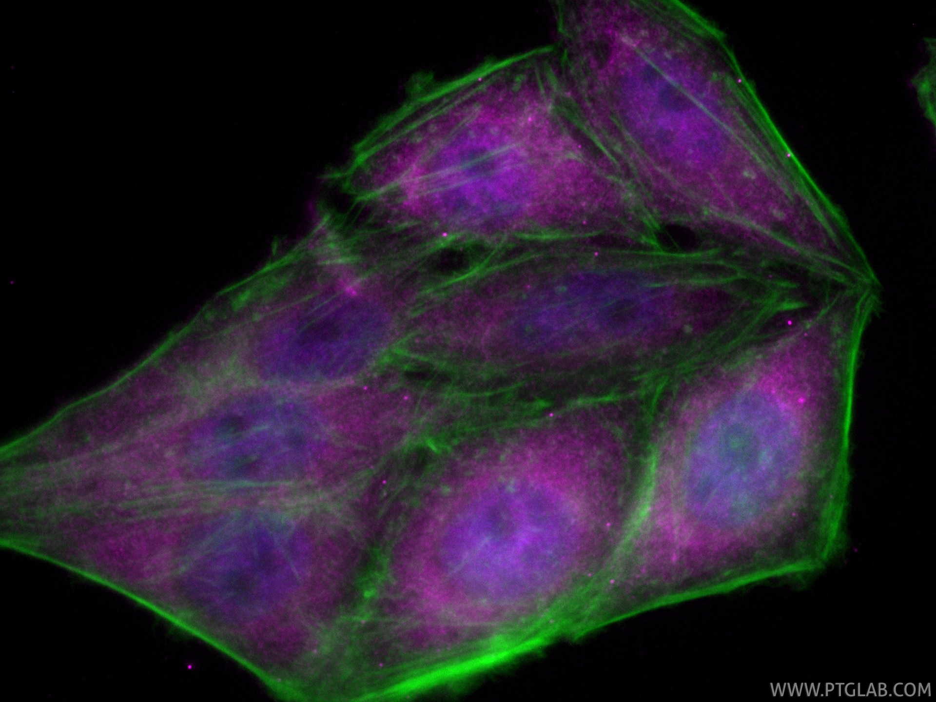 Immunofluorescence (IF) / fluorescent staining of HepG2 cells using CoraLite® Plus 647-conjugated RBPMS Recombinant mo (CL647-85086-5)