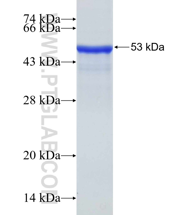 RBPMS fusion protein Ag7256 SDS-PAGE