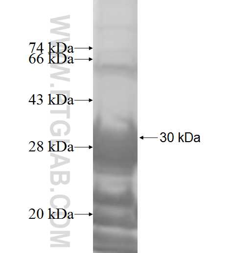 RBPMS fusion protein Ag7959 SDS-PAGE