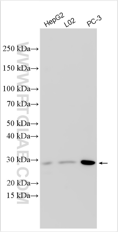 WB analysis using 32971-1-AP Western Blot (WB) analysis of various lysates using RBPMS2 Polyclonal antibody (32971-1-AP)