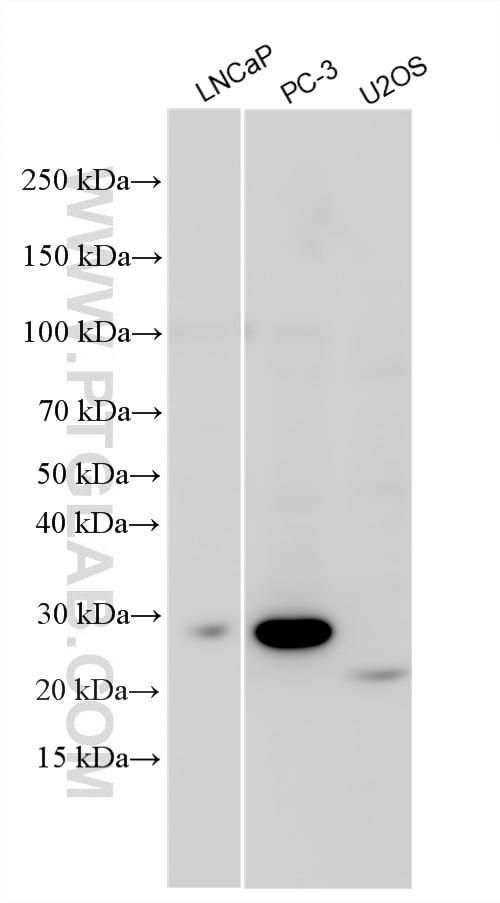 WB analysis using 32971-1-AP Western Blot (WB) analysis of various lysates using RBPMS2 Polyclonal antibody (32971-1-AP)
