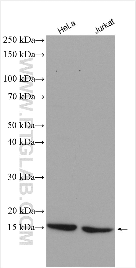 Western Blot (WB) analysis of various lysates using RBX1 Polyclonal antibody (14895-1-AP)