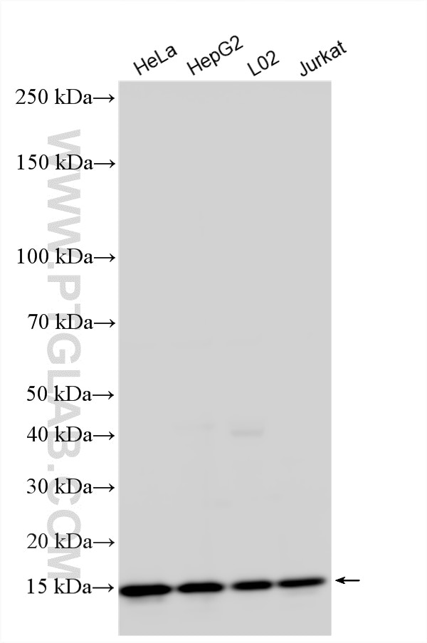 WB analysis using 14895-1-AP Western Blot (WB) analysis of various lysates using RBX1 Polyclonal antibody (14895-1-AP)