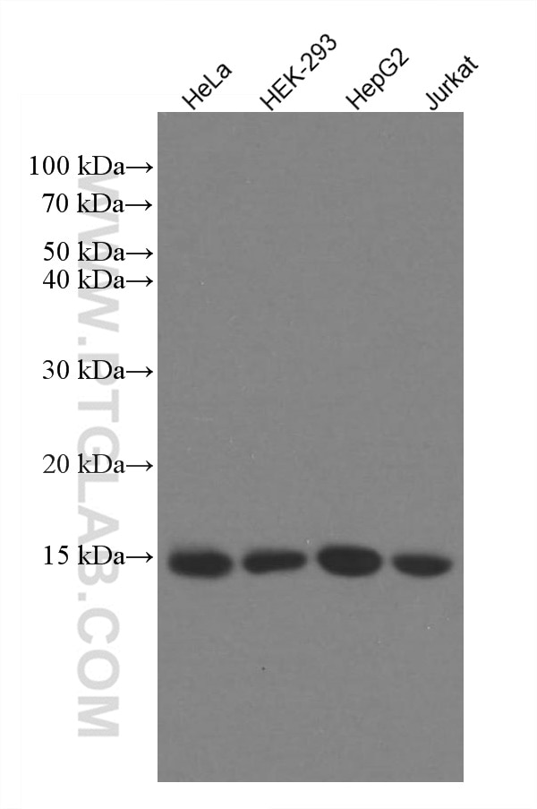 Western Blot (WB) analysis of various lysates using RBX1 Monoclonal antibody (66716-1-Ig)