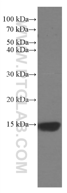 Western Blot (WB) analysis of RAW 264.7 cells using RBX1 Monoclonal antibody (66716-1-Ig)