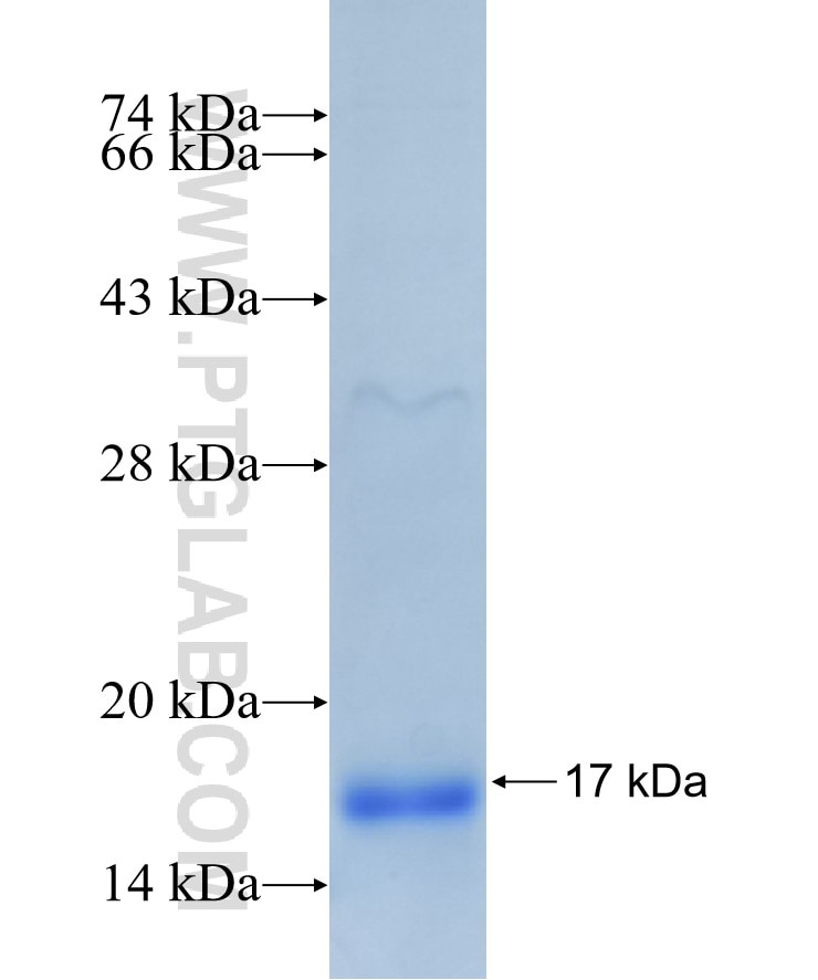 RBX1 fusion protein Ag7005 SDS-PAGE