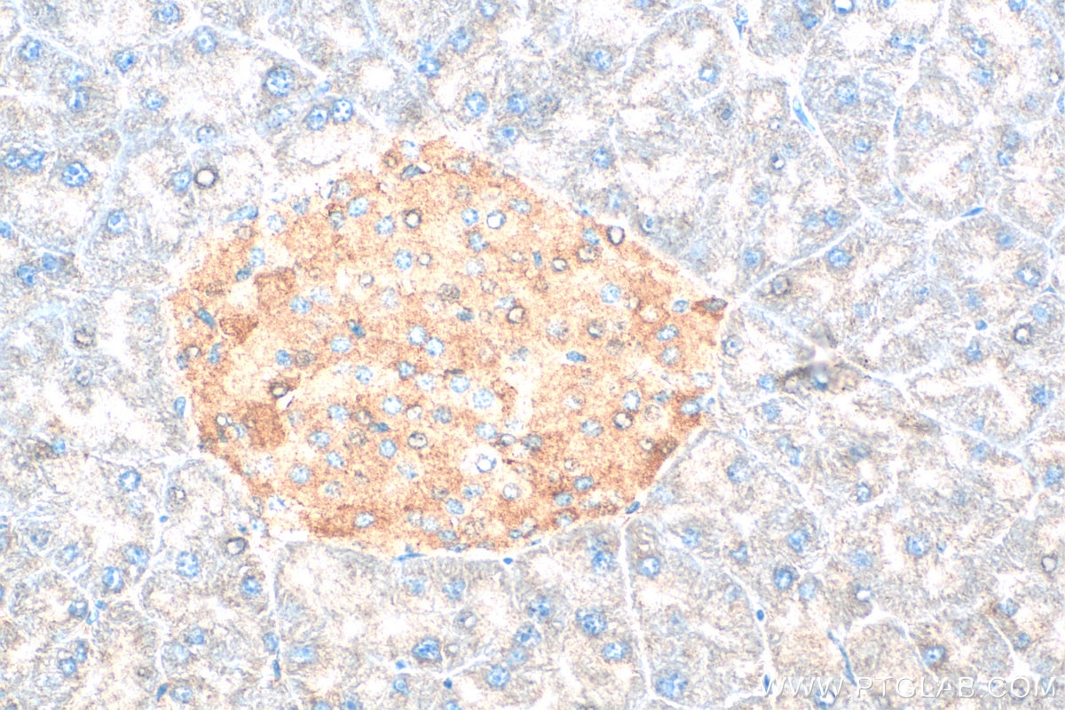 IHC staining of mouse pancreas using 31234-1-AP Immunohistochemistry (IHC) staining of mouse pancreas tissue using RC3H1 Polyclonal antibody (31234-1-AP)