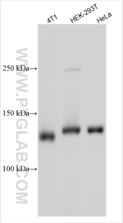 Western Blot (WB) analysis of various lysates using RC3H1 Polyclonal antibody (31234-1-AP)