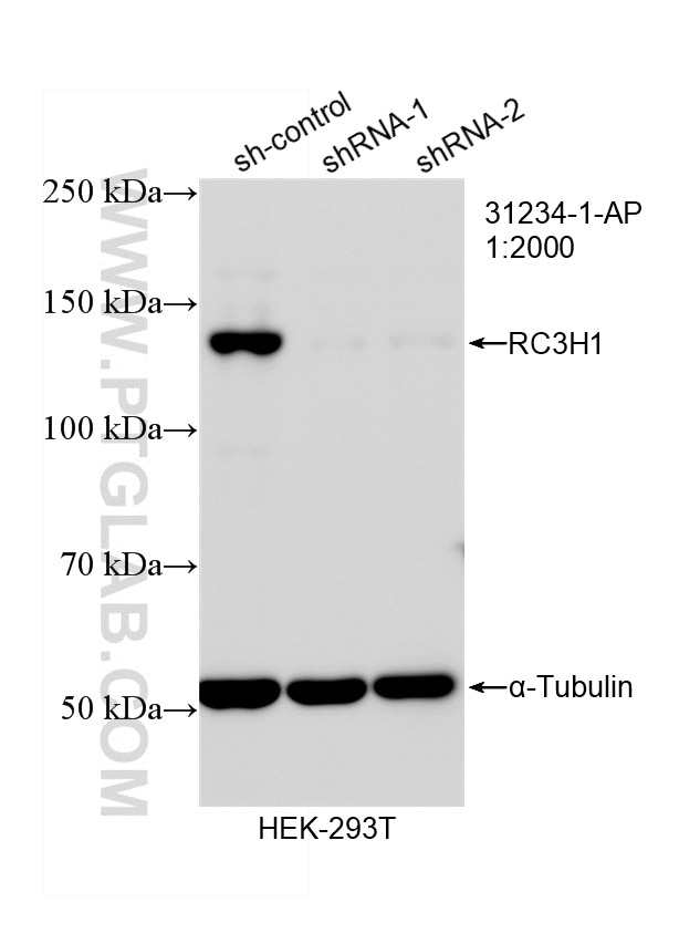 WB analysis of HEK-293T using 31234-1-AP Western Blot (WB) analysis of HEK-293T cells using RC3H1 Polyclonal antibody (31234-1-AP)