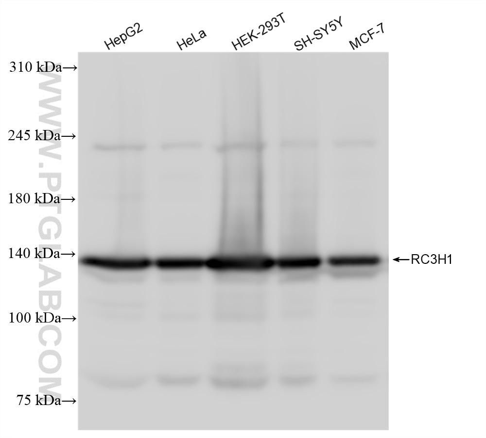 Western Blot (WB) analysis of various lysates using RC3H1 Recombinant antibody (84323-1-RR)