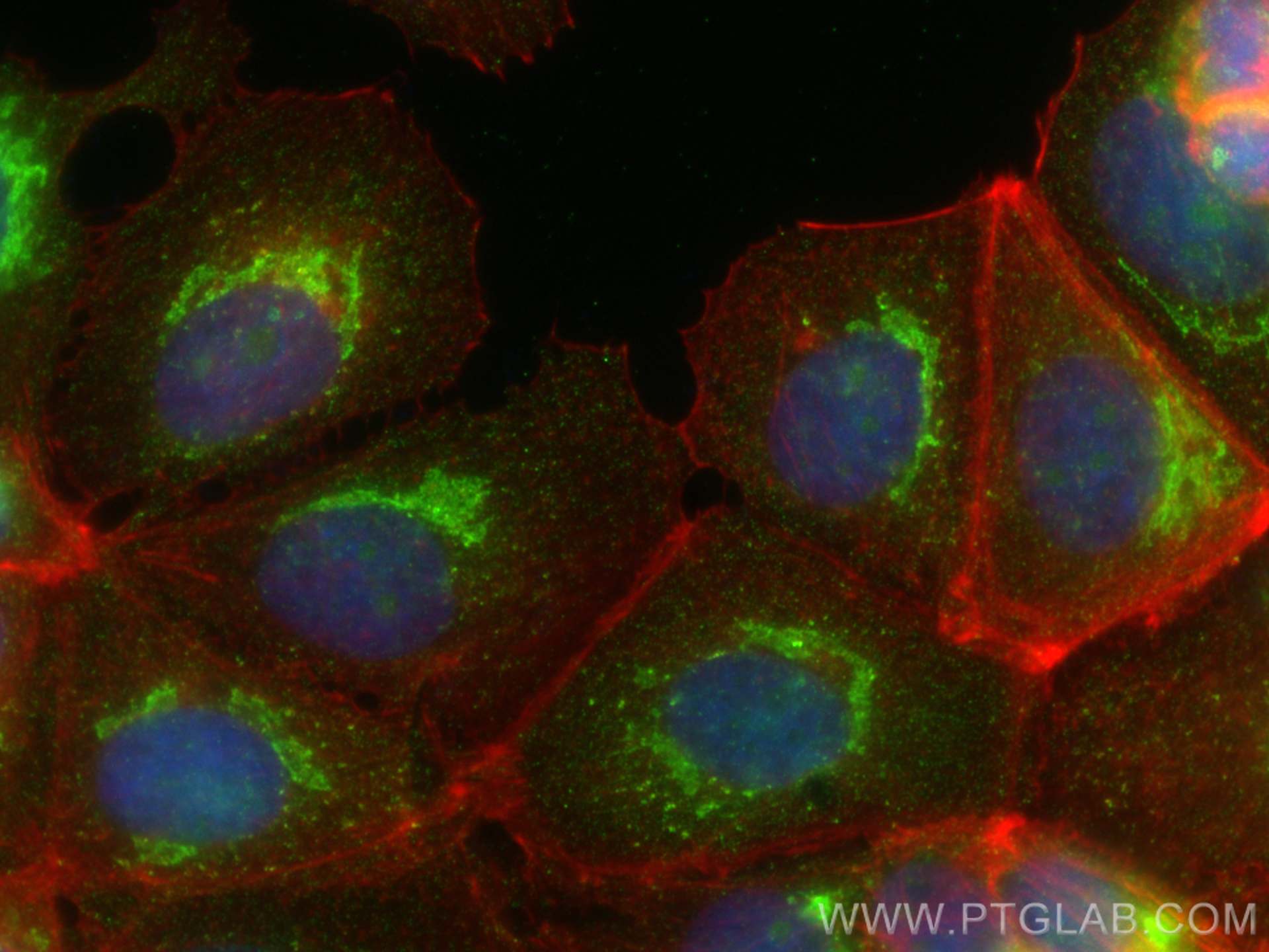 Immunofluorescence (IF) / fluorescent staining of MCF-7 cells using RCAS1 Monoclonal antibody (66170-1-Ig)