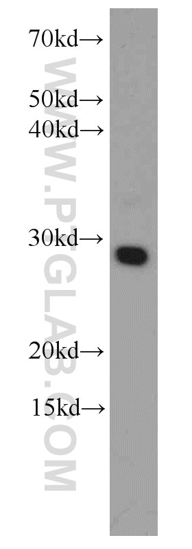 Western Blot (WB) analysis of HEK-293 cells using RCAS1 Monoclonal antibody (66170-1-Ig)