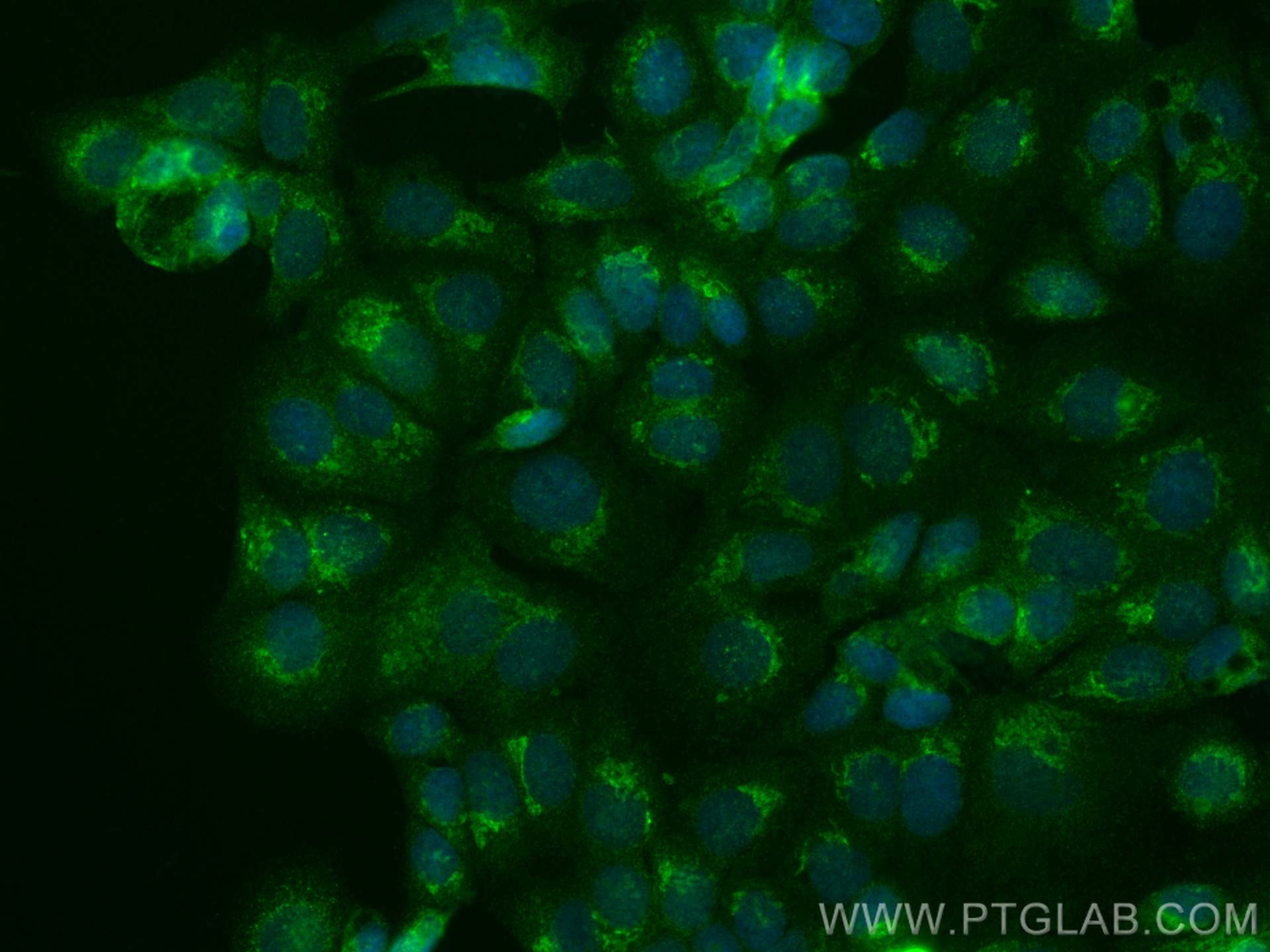 Immunofluorescence (IF) / fluorescent staining of MCF-7 cells using CoraLite® Plus 488-conjugated RCAS1 Monoclonal ant (CL488-66170)