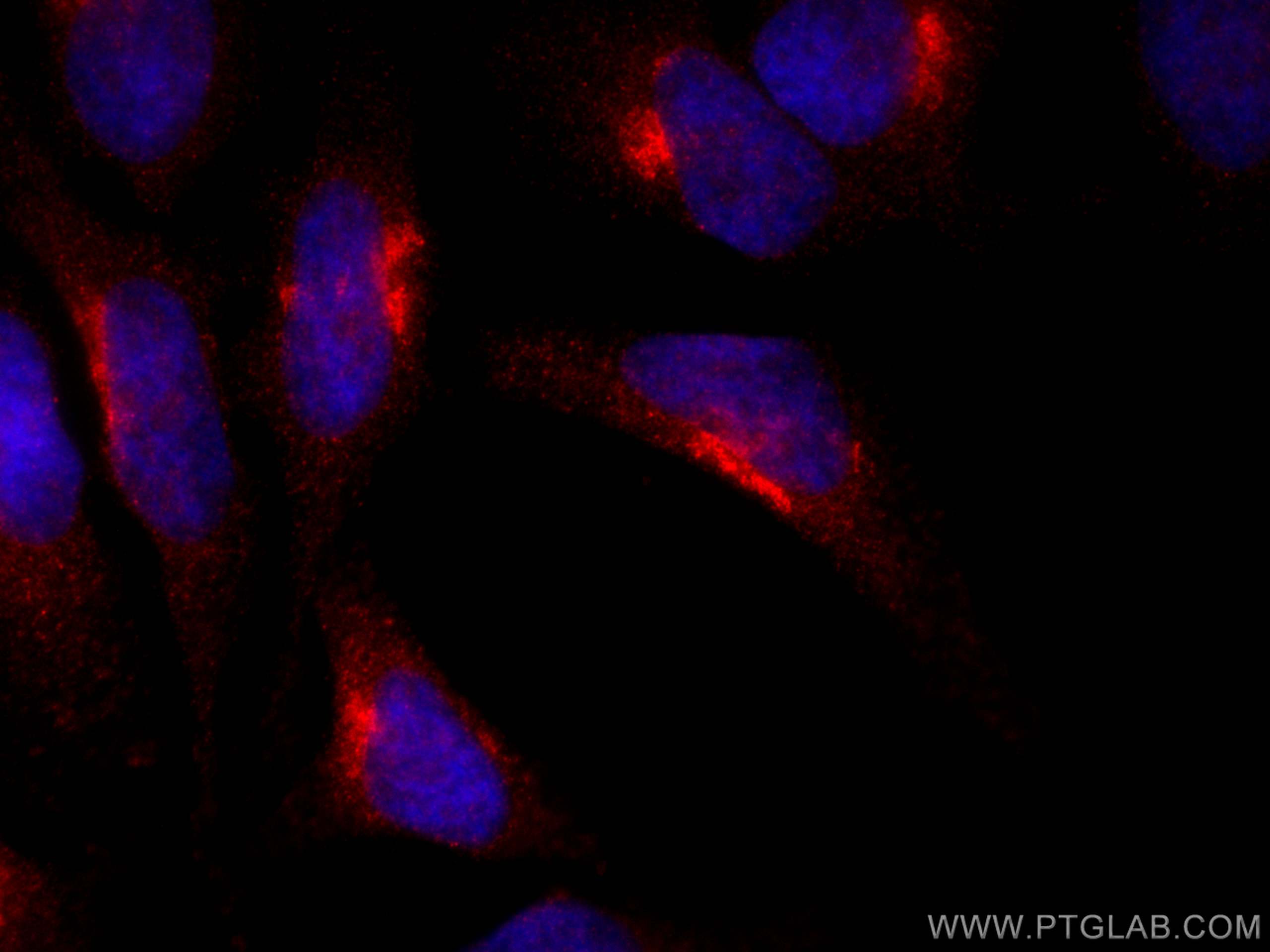 Immunofluorescence (IF) / fluorescent staining of HeLa cells using CoraLite®594-conjugated RCAS1 Monoclonal antibody (CL594-66170)