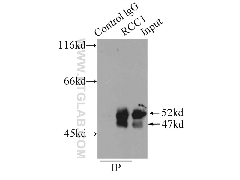 Immunoprecipitation (IP) experiment of HEK-293 cells using RCC1 Polyclonal antibody (22142-1-AP)