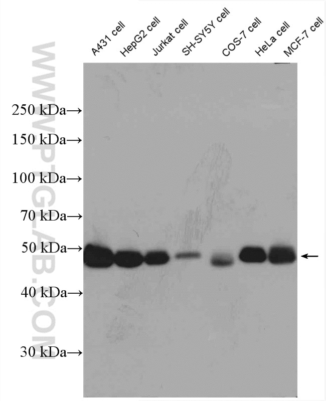 Western Blot (WB) analysis of A431 cells using RCC1 Polyclonal antibody (22142-1-AP)