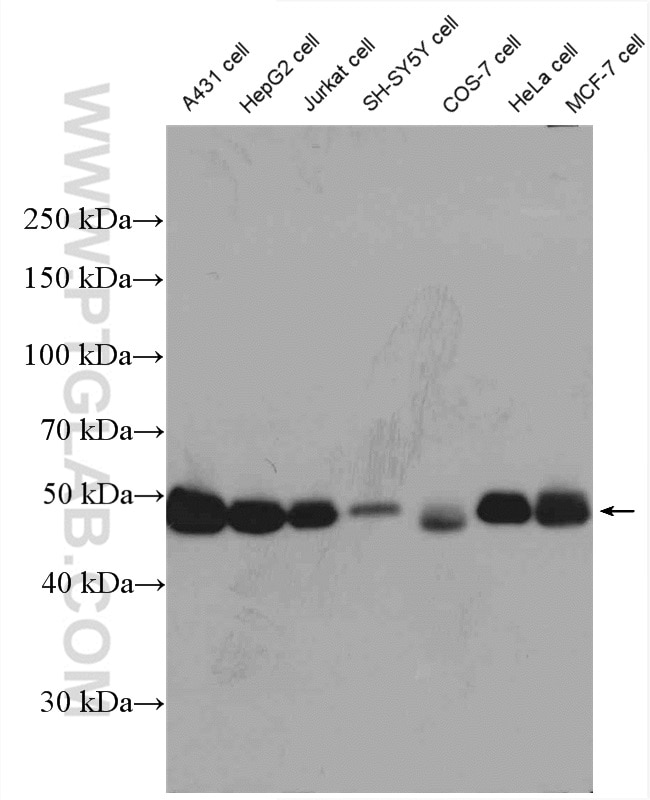 Western Blot (WB) analysis of various lysates using RCC1 Polyclonal antibody (22142-1-AP)