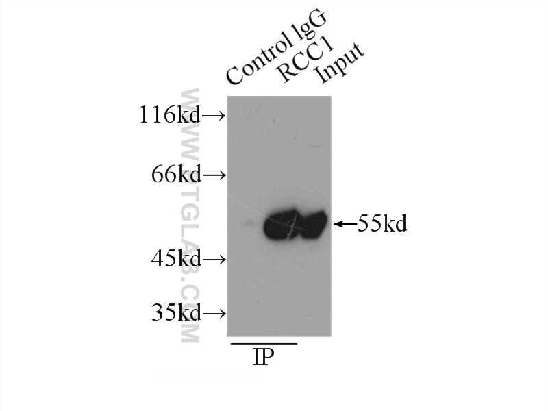 Immunoprecipitation (IP) experiment of HeLa cells using RCC1 Polyclonal antibody (22335-1-AP)