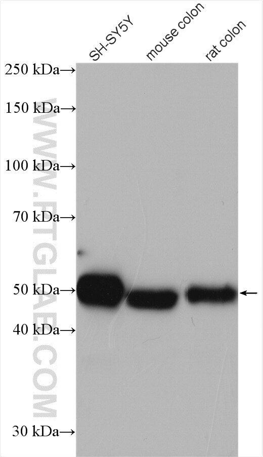 Western Blot (WB) analysis of various lysates using RCC1 Polyclonal antibody (22335-1-AP)