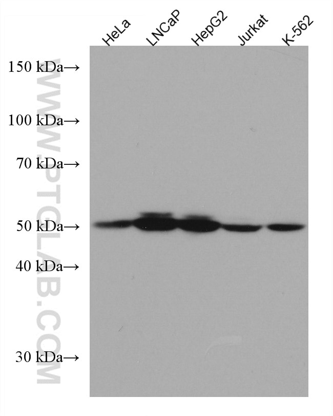 Western Blot (WB) analysis of various lysates using RCC1 Monoclonal antibody (67335-1-Ig)