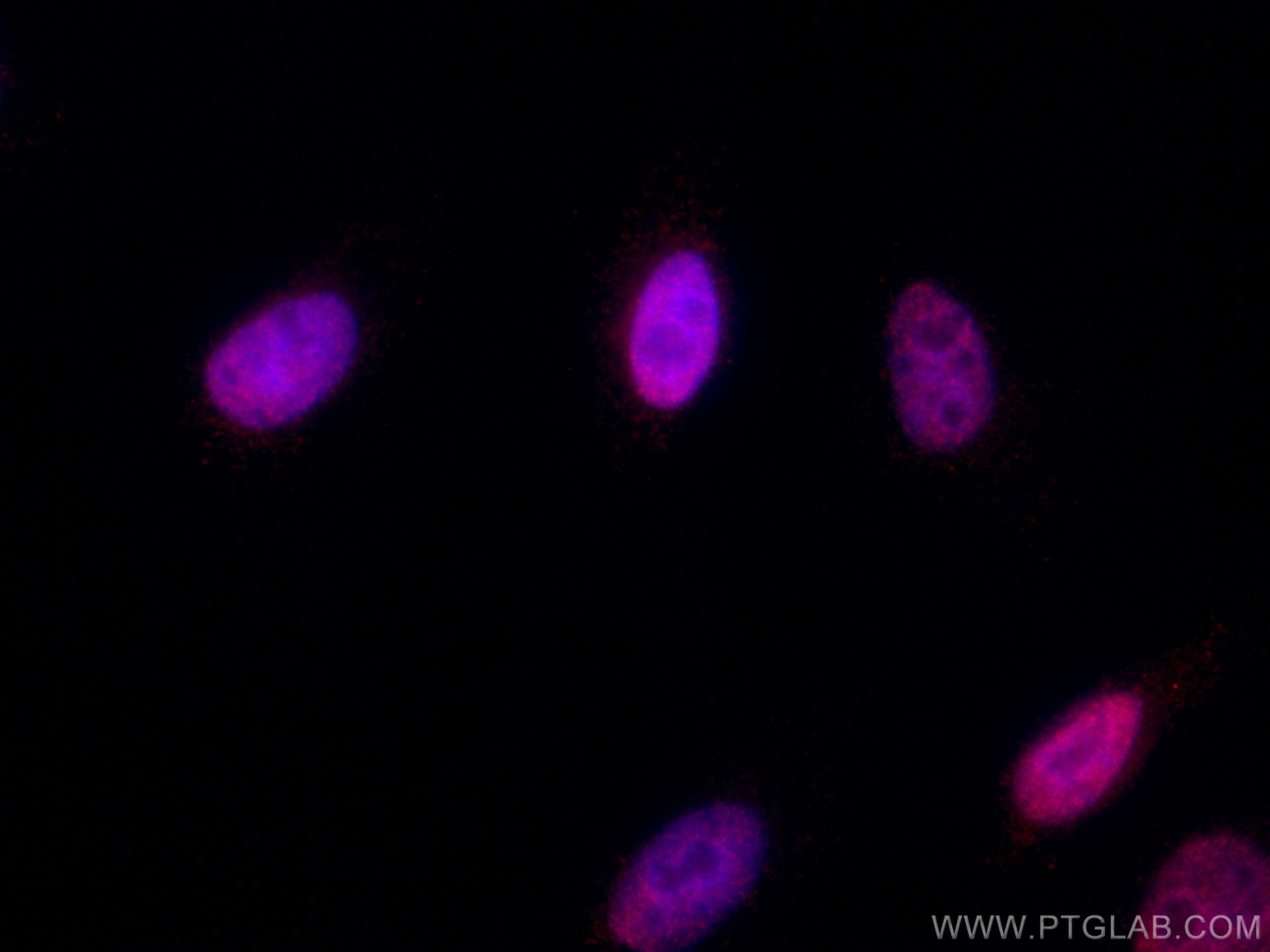 Immunofluorescence (IF) / fluorescent staining of HepG2 cells using CoraLite®594-conjugated RCC1 Monoclonal antibody (CL594-67335)