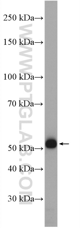 Western Blot (WB) analysis of PC-3 cells using RCC2 Polyclonal antibody (16755-1-AP)