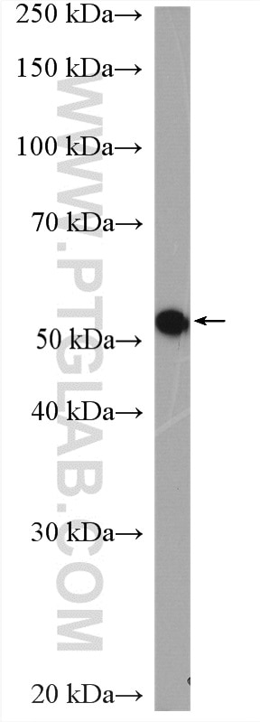 Western Blot (WB) analysis of HEK-293T cells using RCC2 Polyclonal antibody (16755-1-AP)
