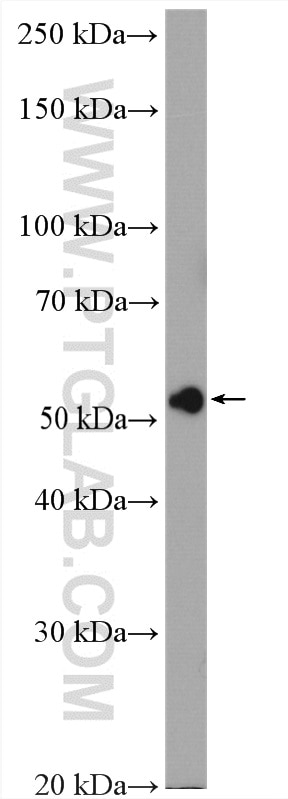 Western Blot (WB) analysis of HeLa cells using RCC2 Polyclonal antibody (16755-1-AP)