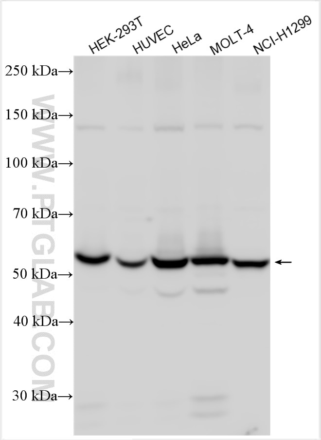 Western Blot (WB) analysis of various lysates using RCC2 Polyclonal antibody (16755-1-AP)