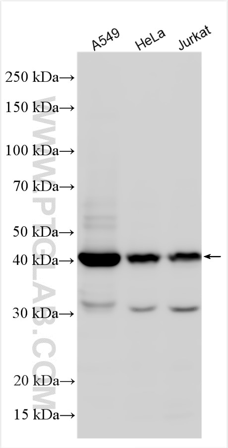 Western Blot (WB) analysis of various lysates using RCCD1 Polyclonal antibody (24446-1-AP)