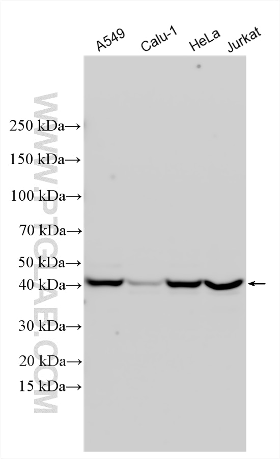 Various lysates were subjected to SDS PAGE followed by western blot with 24446-1-AP (RCCD1 antibody) at dilution of 1:4000 incubated at room temperature for 1.5 hours. Western Blot (WB) analysis of various lysates using RCCD1 Polyclonal antibody (24446-1-AP)