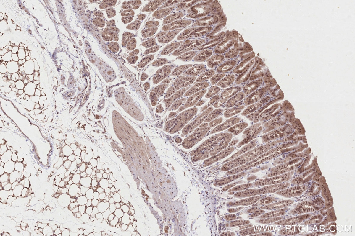 Immunohistochemistry (IHC) staining of mouse stomach tissue using Pirh2 Polyclonal antibody (13820-1-AP)