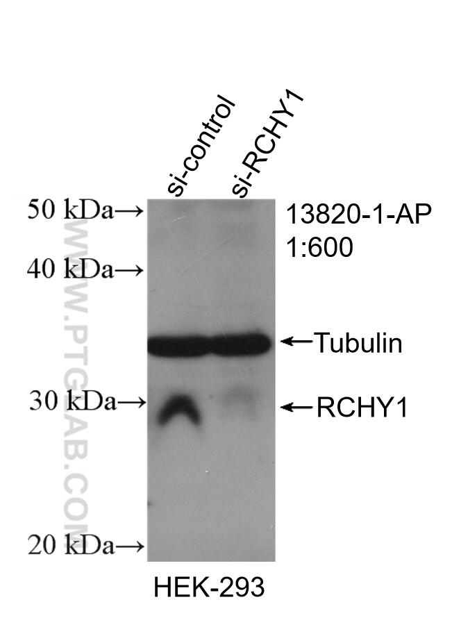 Western Blot (WB) analysis of HEK-293 cells using Pirh2 Polyclonal antibody (13820-1-AP)