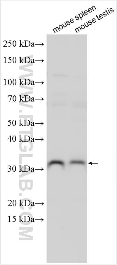 Western Blot (WB) analysis of various lysates using Pirh2 Polyclonal antibody (13820-1-AP)
