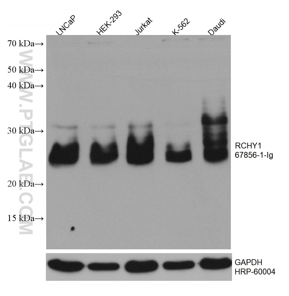 Western Blot (WB) analysis of various lysates using RCHY1 Monoclonal antibody (67856-1-Ig)