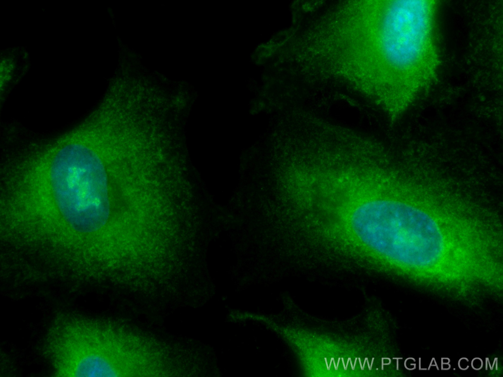Immunofluorescence (IF) / fluorescent staining of A549 cells using CoraLite® Plus 488-conjugated RCHY1 Monoclonal ant (CL488-67856)