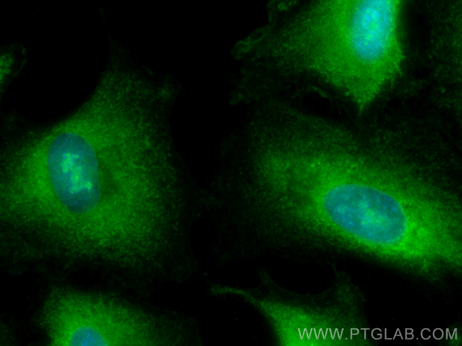 IF Staining of A549 using CL488-67856